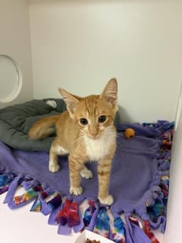 Tigger image 1