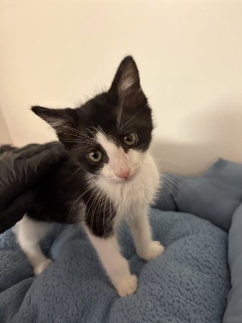 Julius Catheo - Domestic Medium Hair