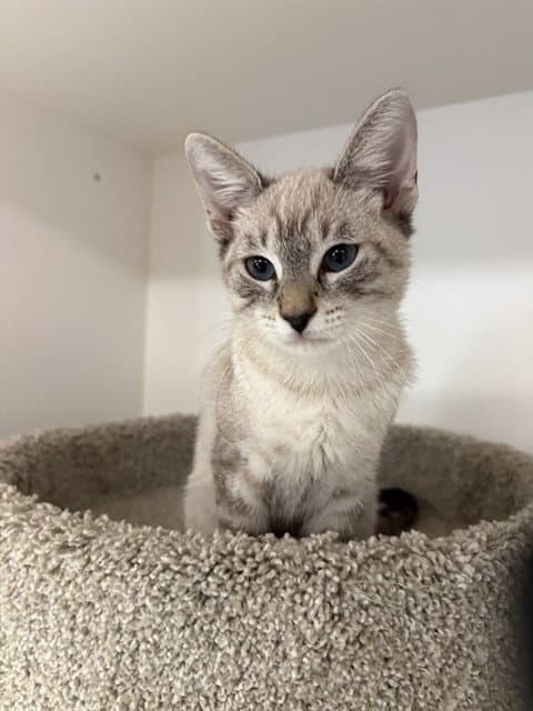 Biscotti - Siamese