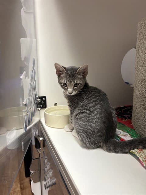 Max - Domestic Short Hair