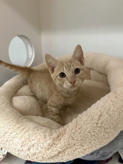 Bingo - Domestic Short Hair