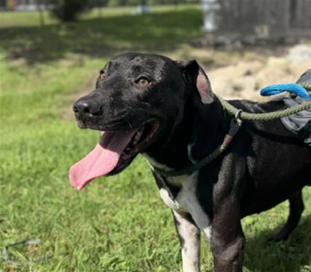 Rob - Pit Bull Terrier