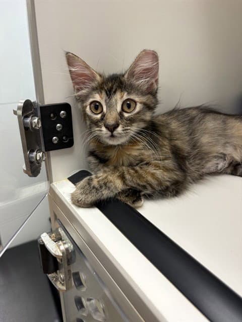 Cinnameow - Domestic Short Hair