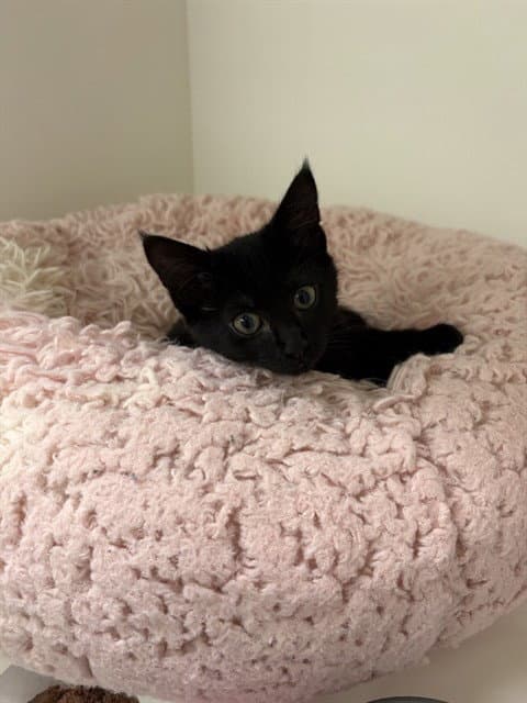 Ozil - Domestic Medium Hair