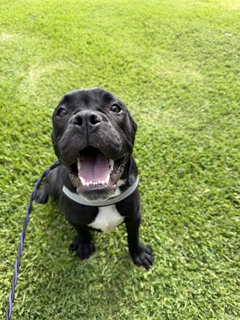 Diesel
