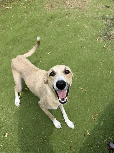 Kylie - Labrador Retriever