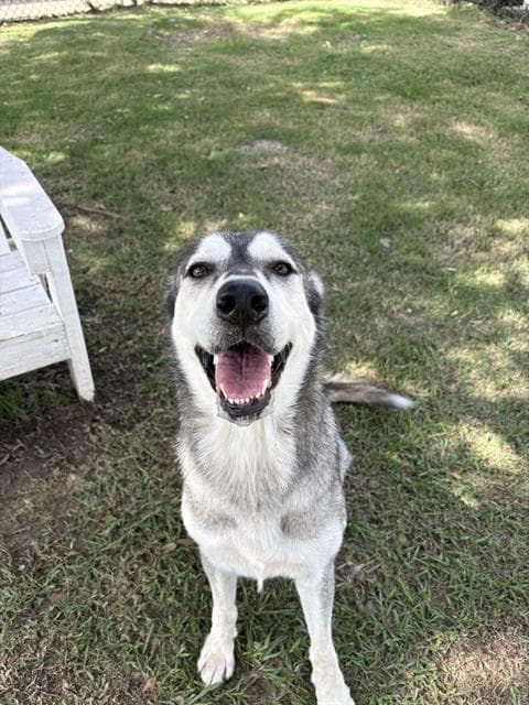 Celeste - Siberian Husky