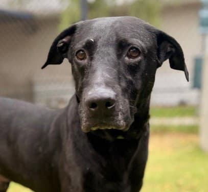 Bosco - Labrador Retriever