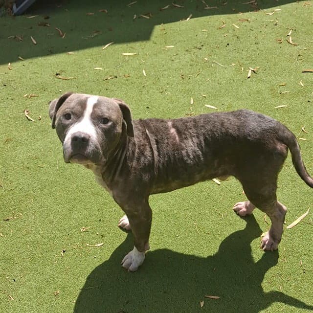 Eeyore - Pit Bull Terrier