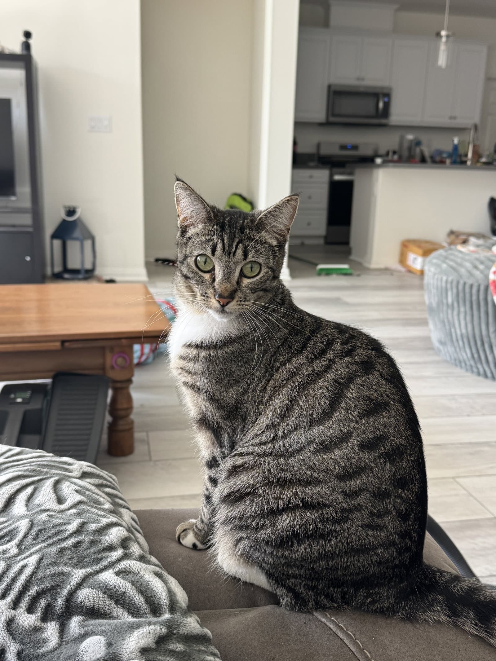 Eloise - Tabby