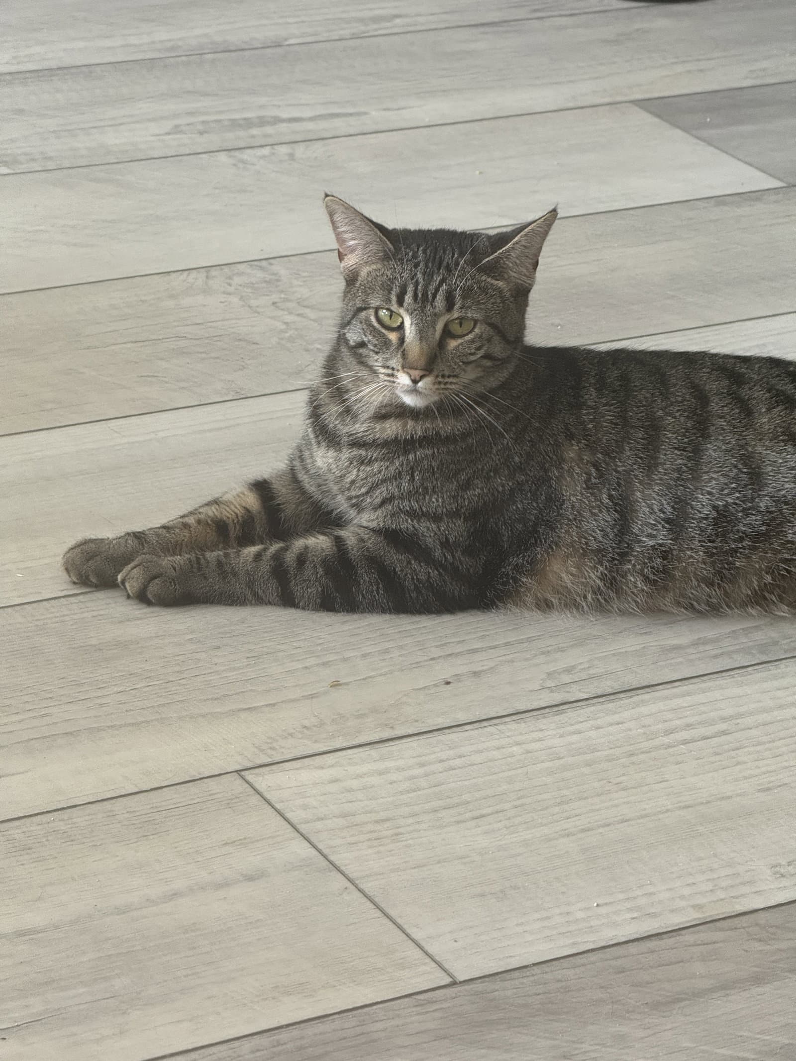 Daphne Bridgerton - Tabby
