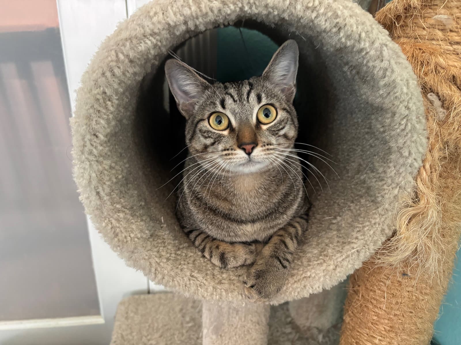 Luxa - Tabby
