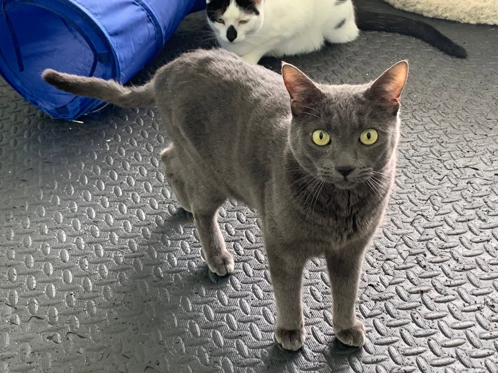 Ivan - Russian Blue