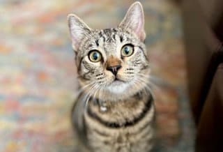 Davis - Tabby
