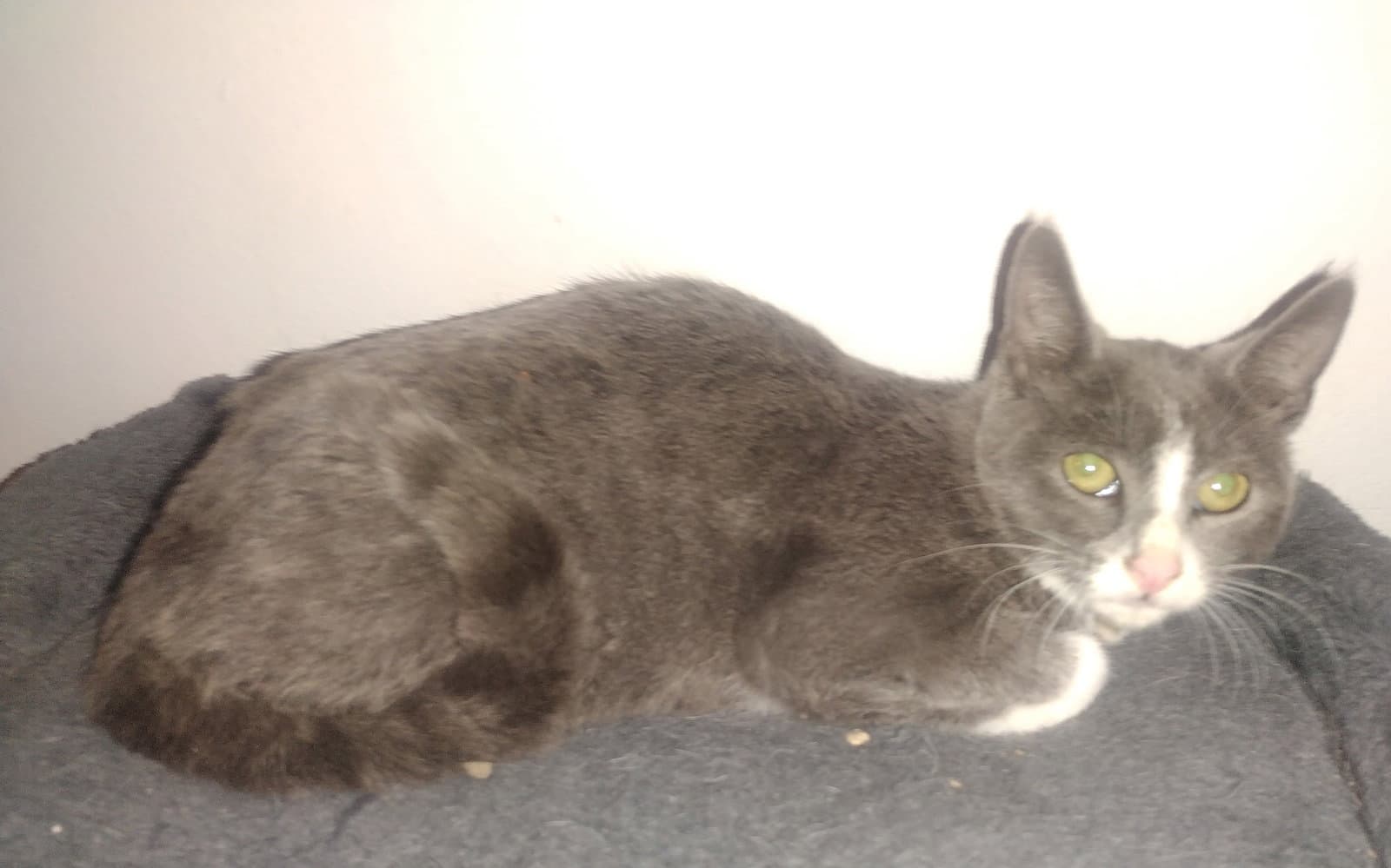 Shadow Courtesy Post - Russian Blue