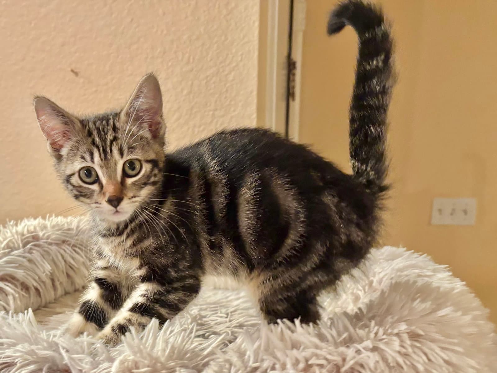 Groove - Tabby