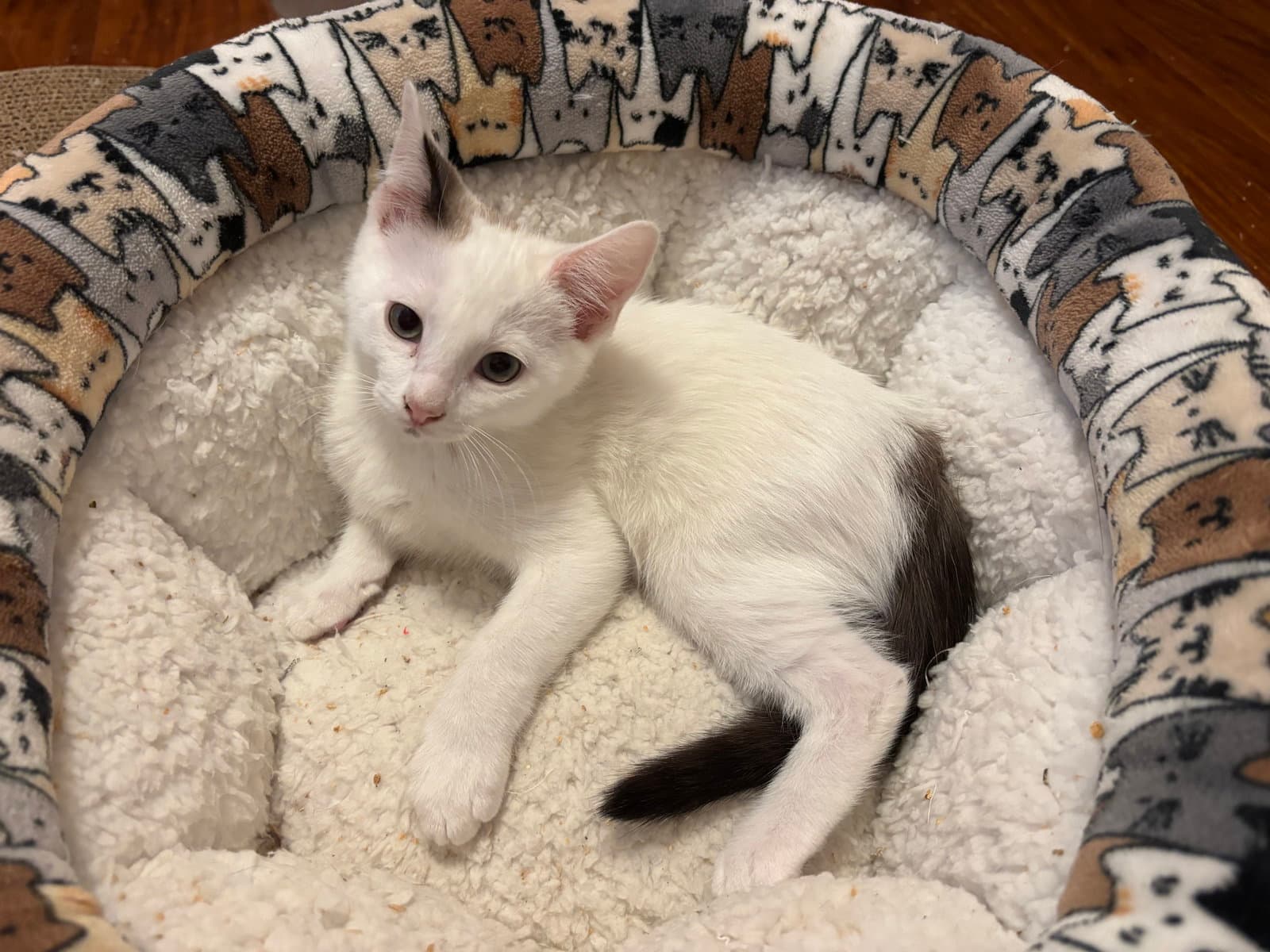 Scoots - Turkish Van