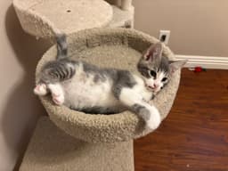 Kitty Joe image 1