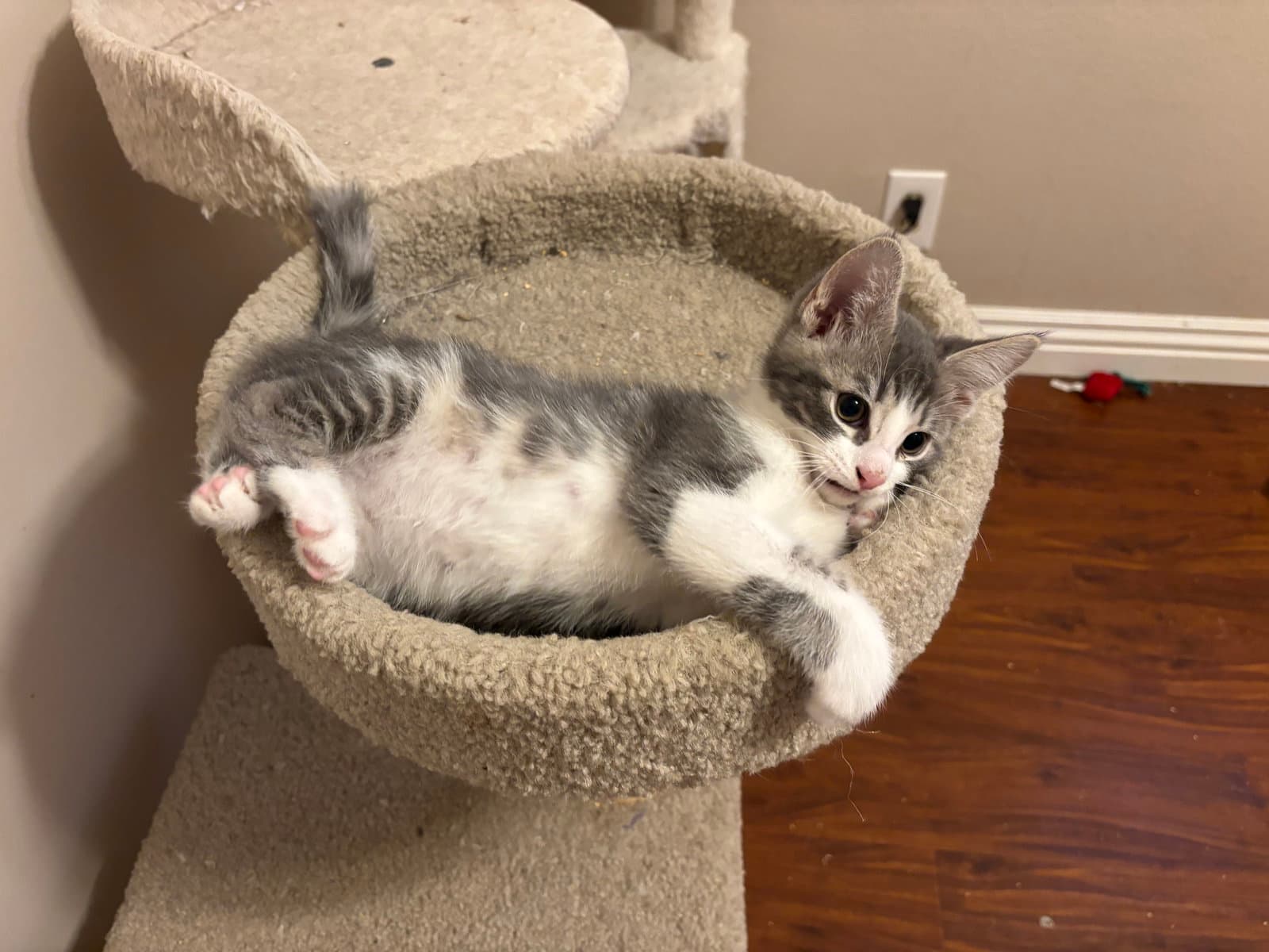 Kitty Joe - Tabby