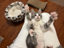 Kitty Joe image 2