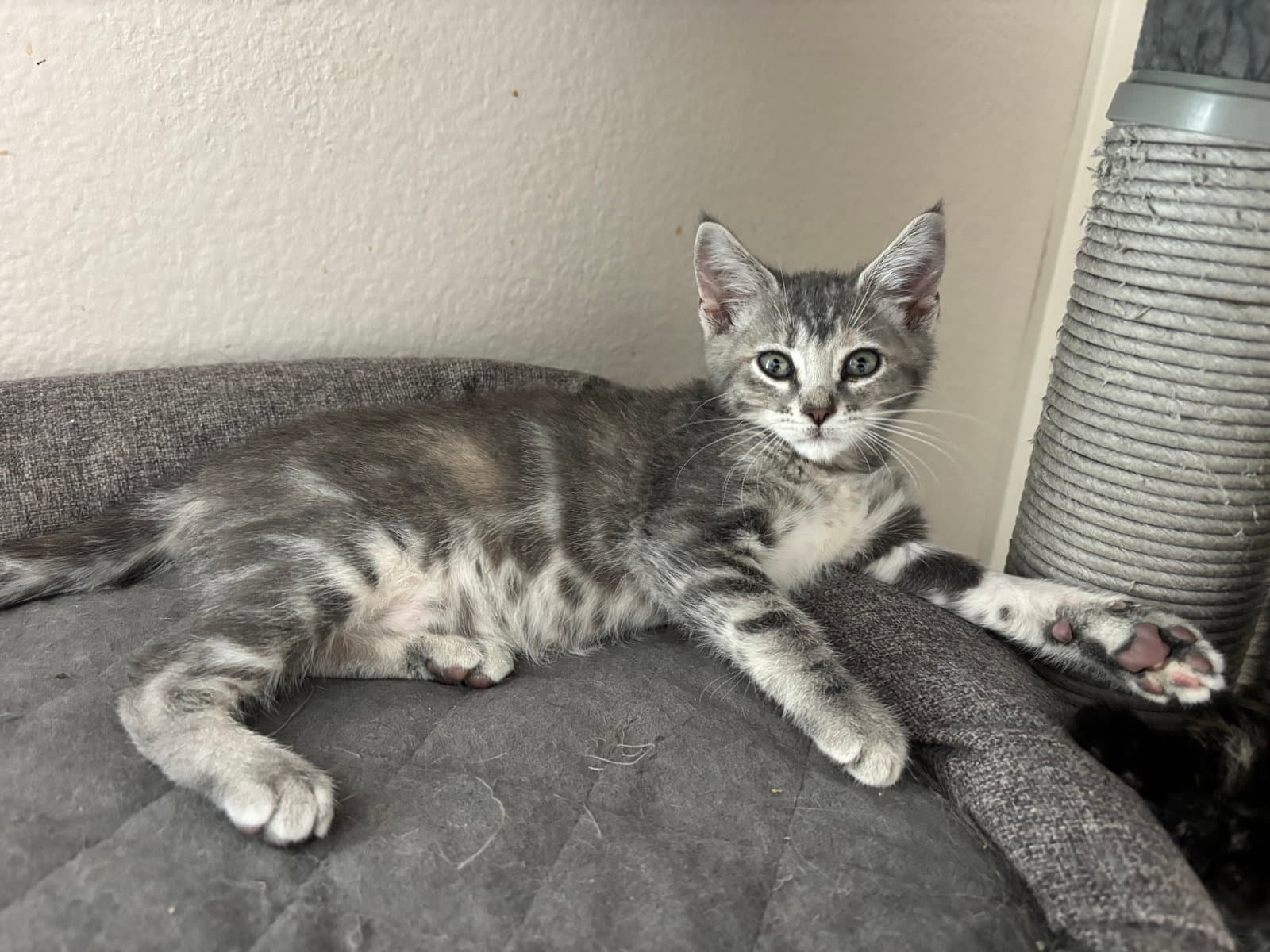 Fresca - Tabby