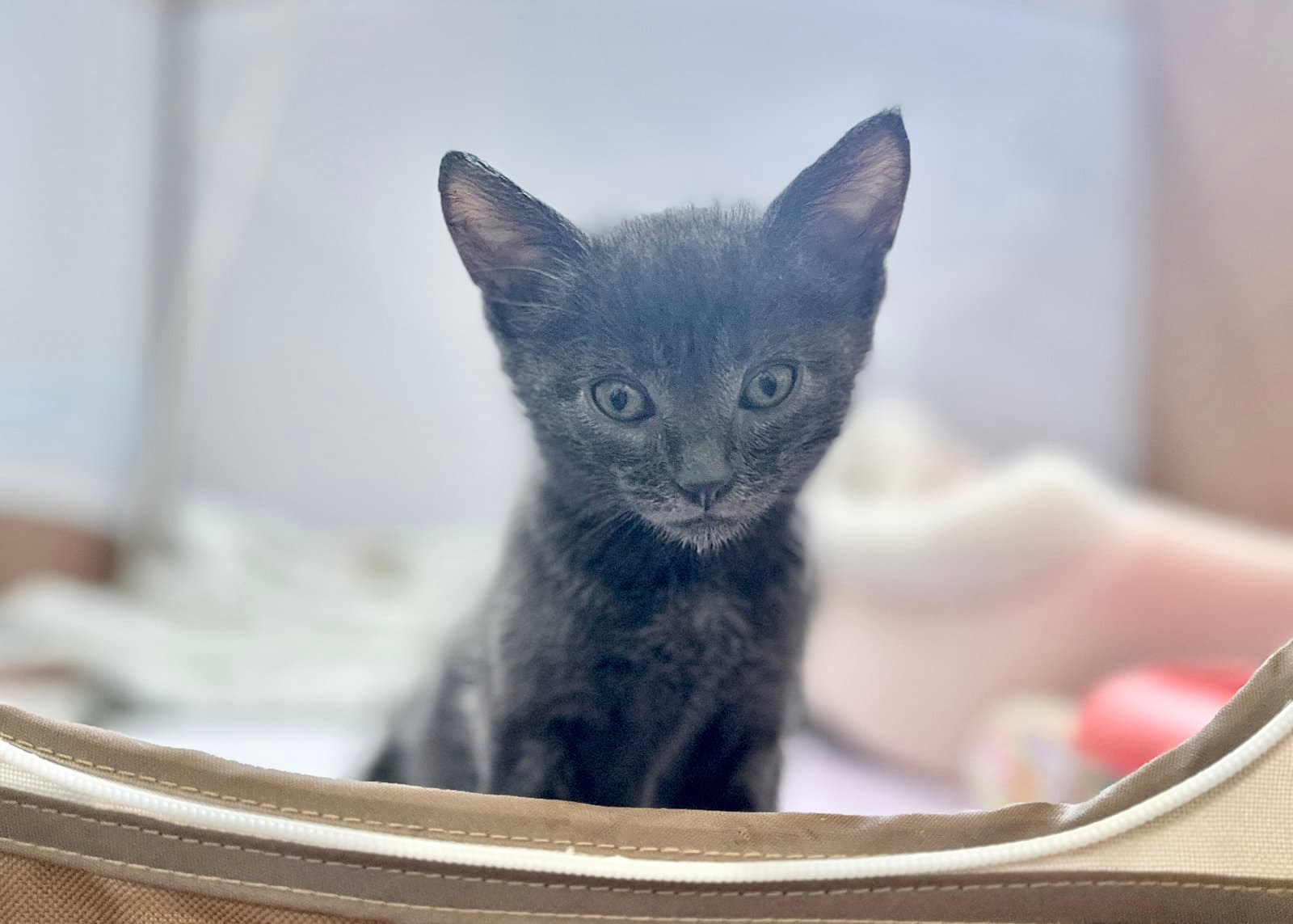 Totoro - Russian Blue