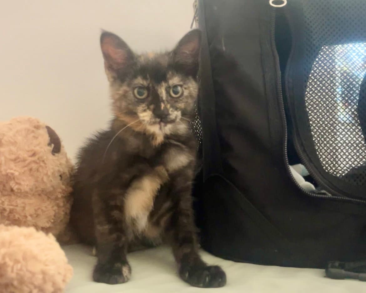 Katina - Tortoiseshell