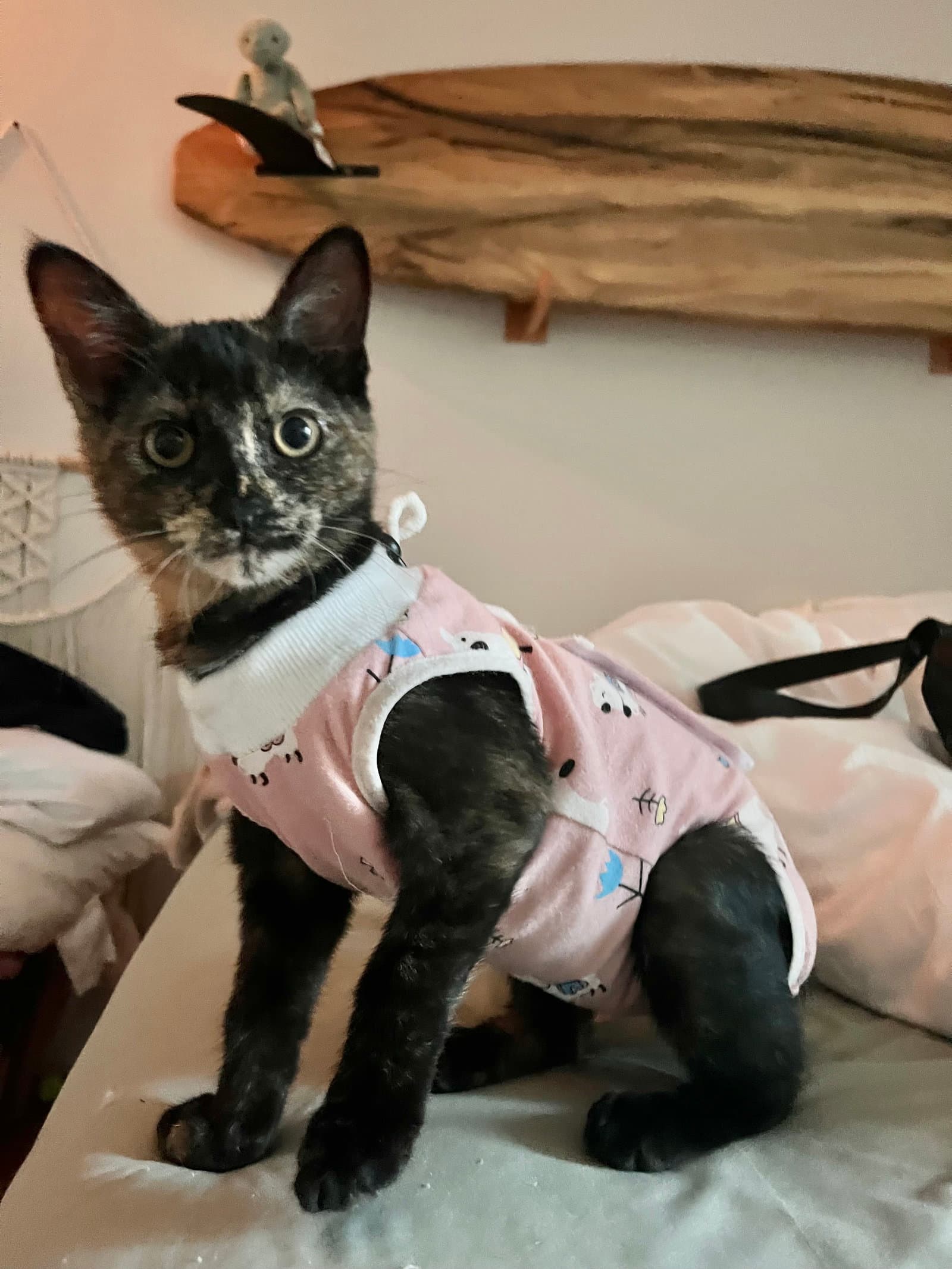 Katina - Tortoiseshell