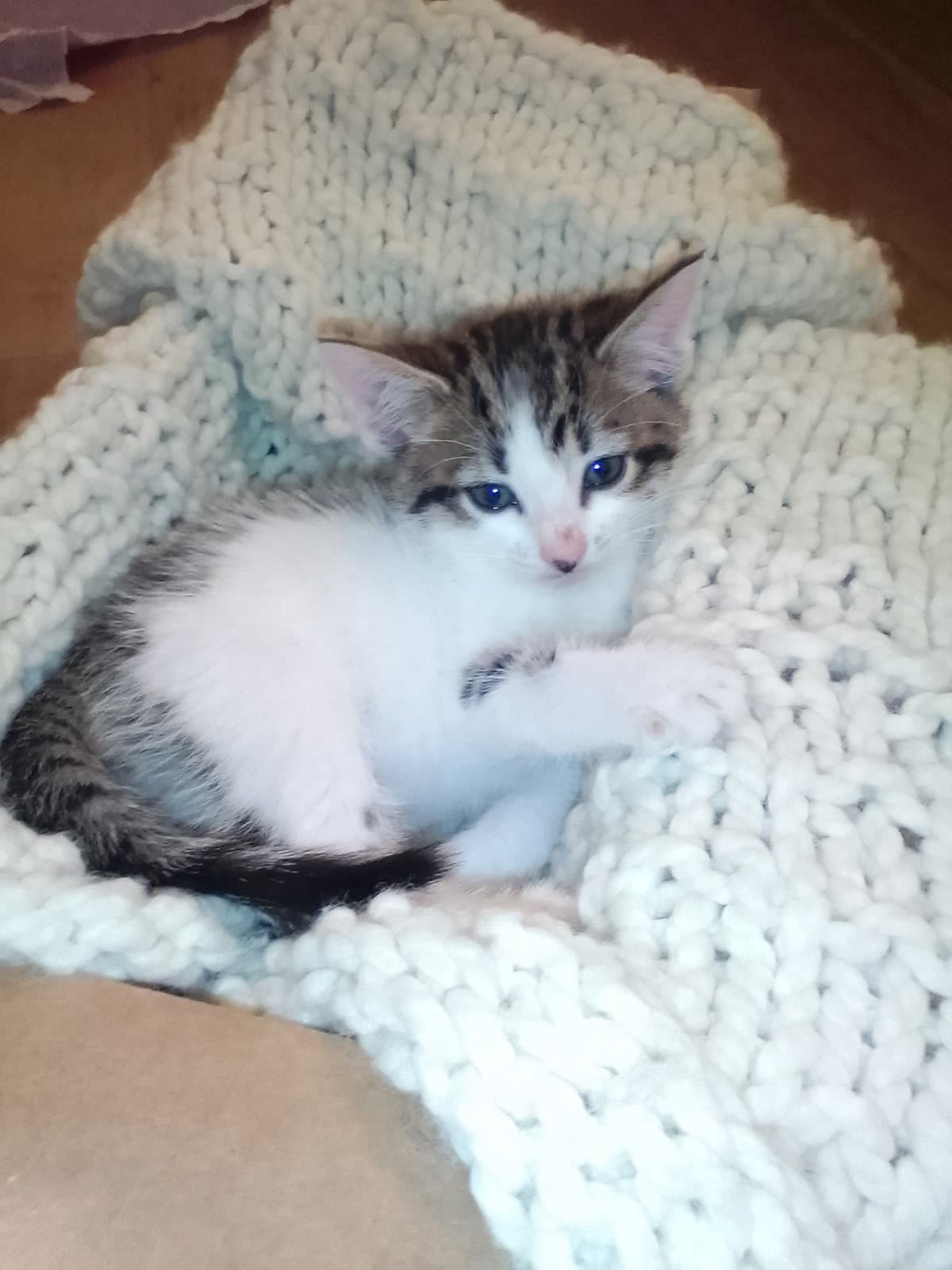 Melanie May - Tabby