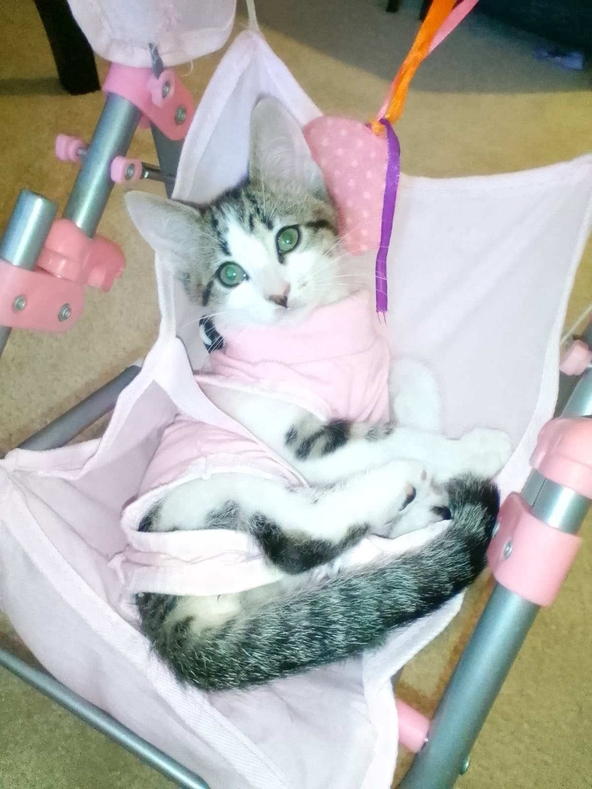 Melanie May - Tabby