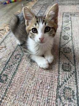 Disco-Ch Kitten image 1