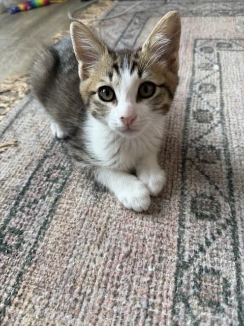 Disco-Ch Kitten - Tabby