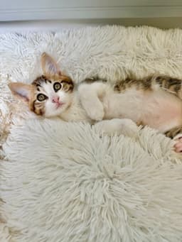 Disco-Ch Kitten image 2