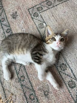 Disco-Ch Kitten image 3
