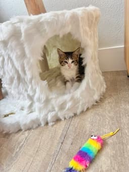 Disco-Ch Kitten image 4