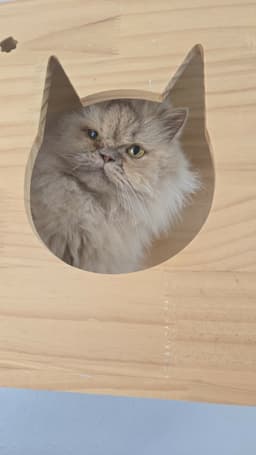 Raincloud image 2