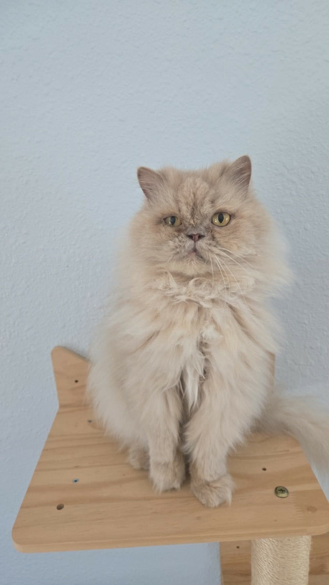 Raincloud - Persian