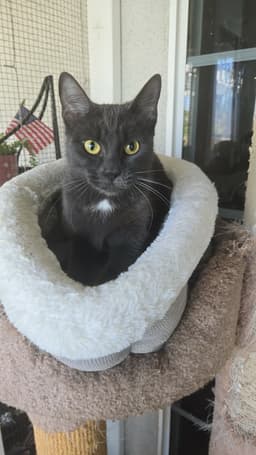 Kiki image 1