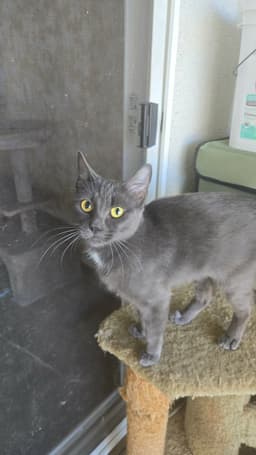 Kiki image 2