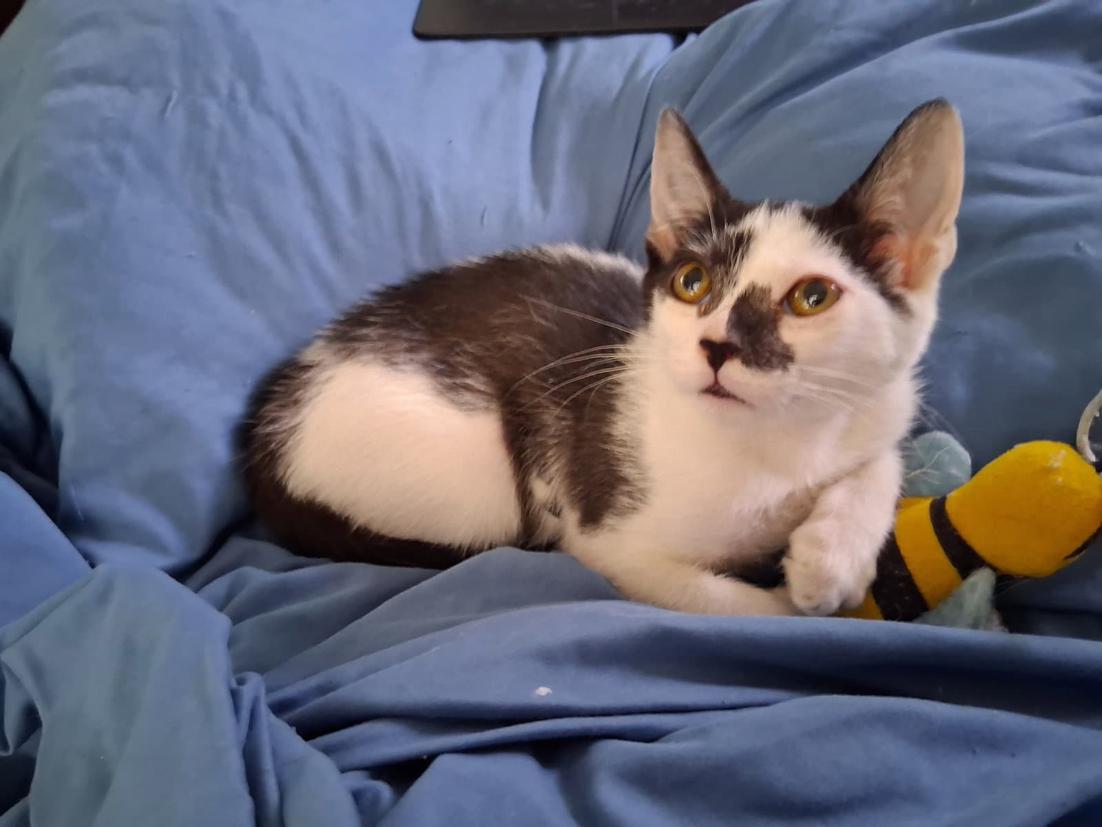 Marble Courtesy Post - Domestic Short Hair
