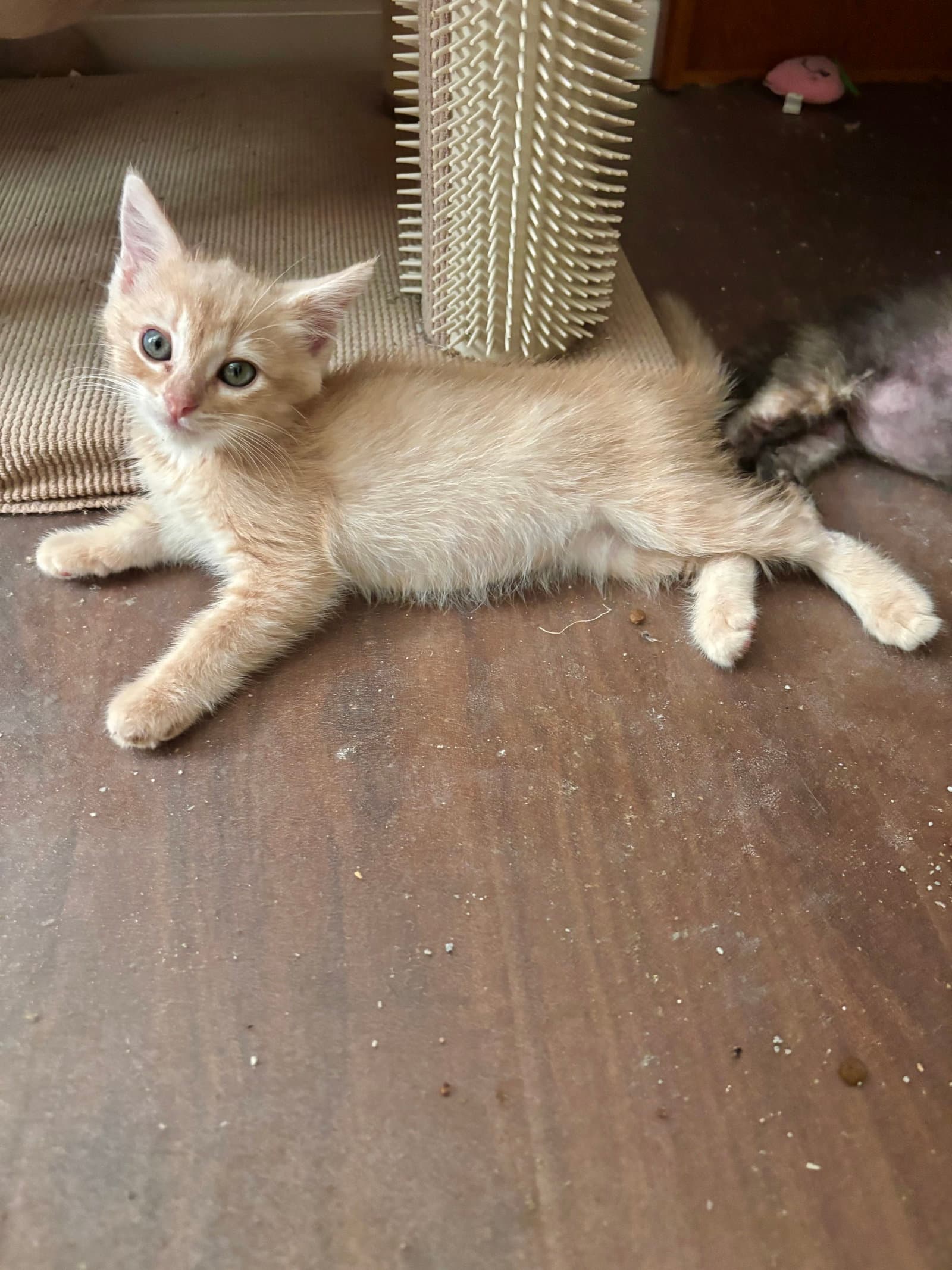 Limestone - Tabby