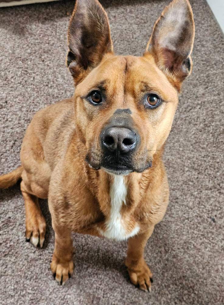 Scooby - German Shepherd Dog