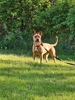 Scooby image 3