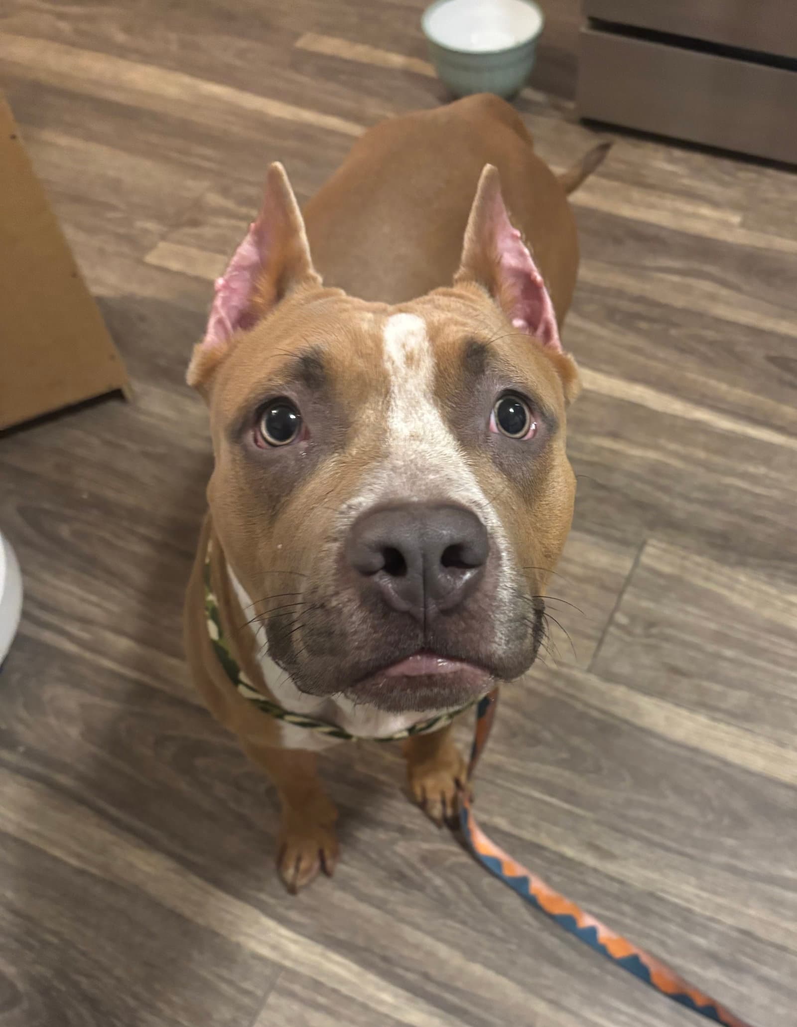Bleu - Pit Bull Terrier