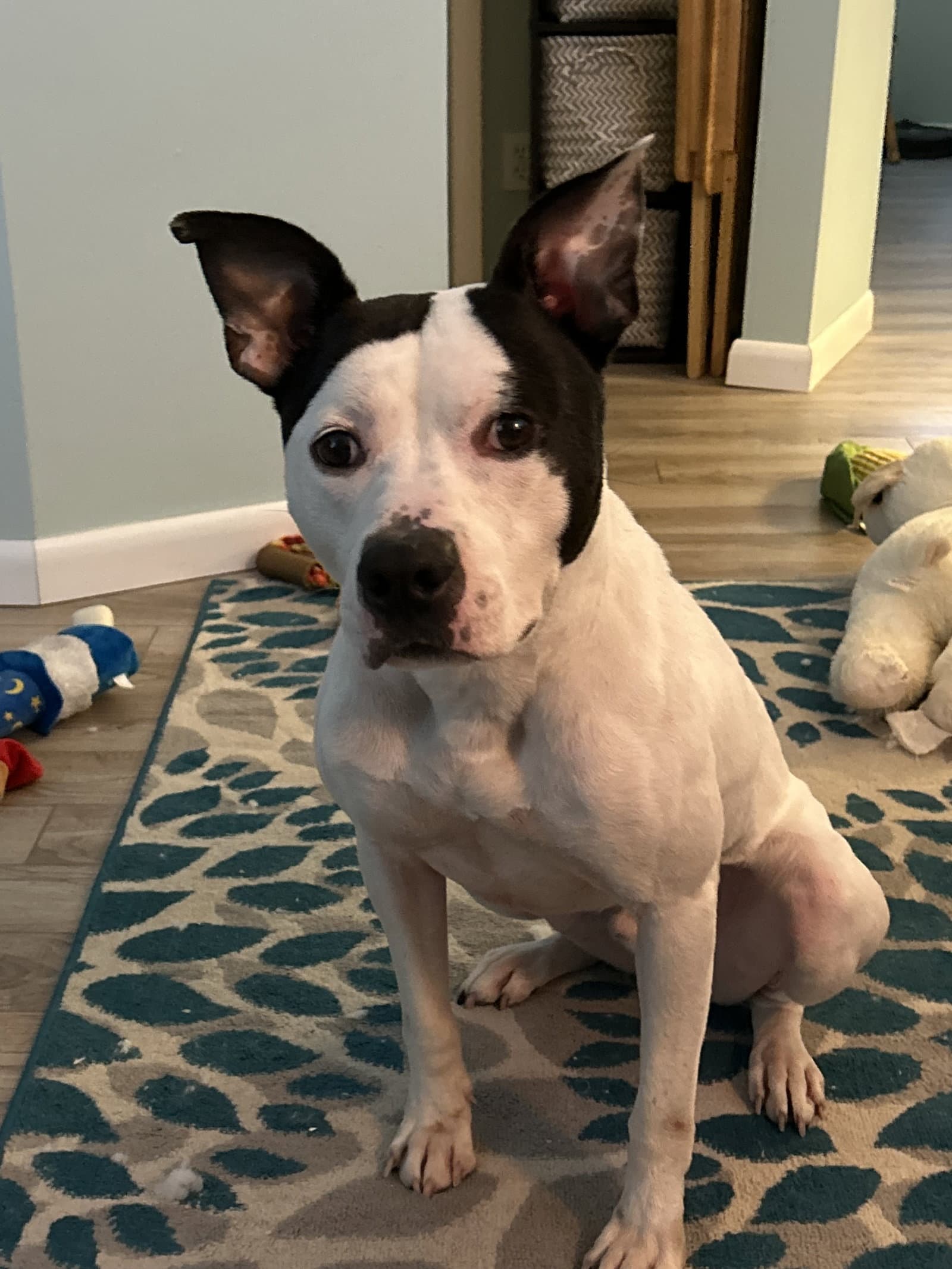 Ghost - Pit Bull Terrier