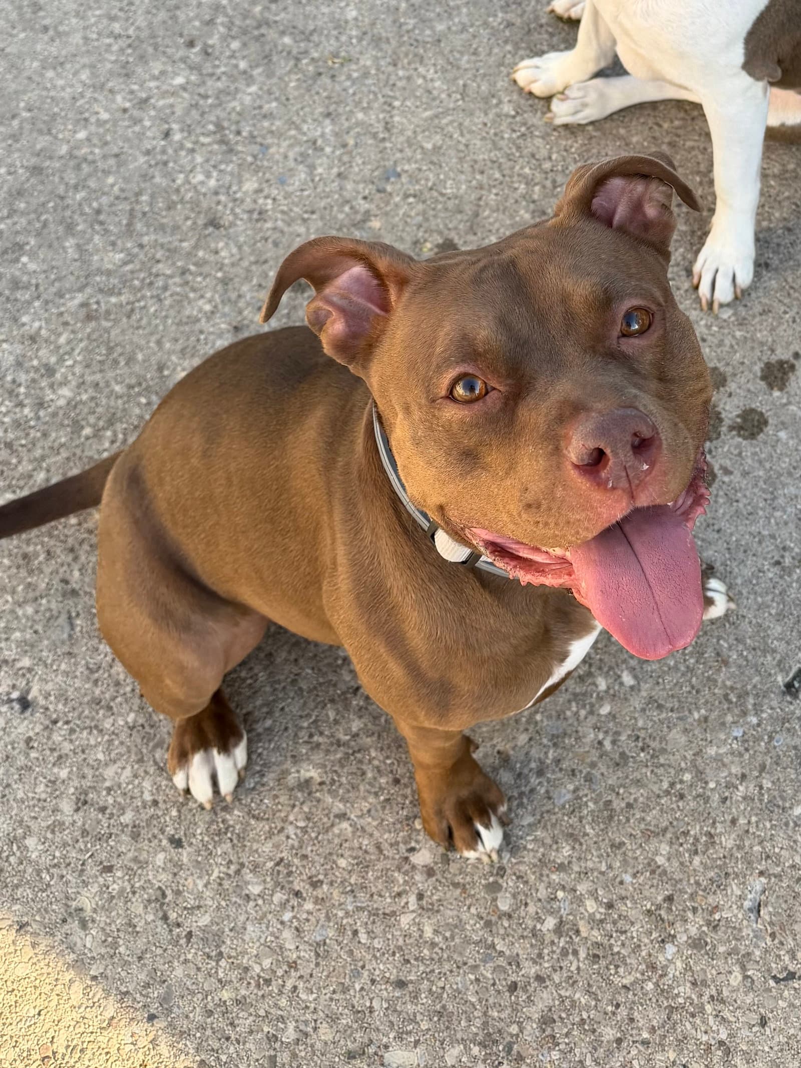 Ruby - Pit Bull Terrier