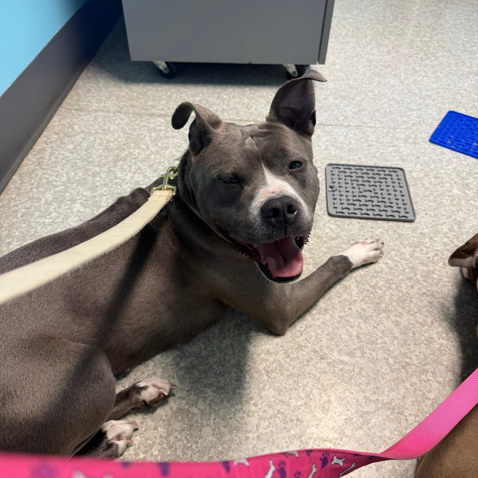 Prada - Pit Bull Terrier