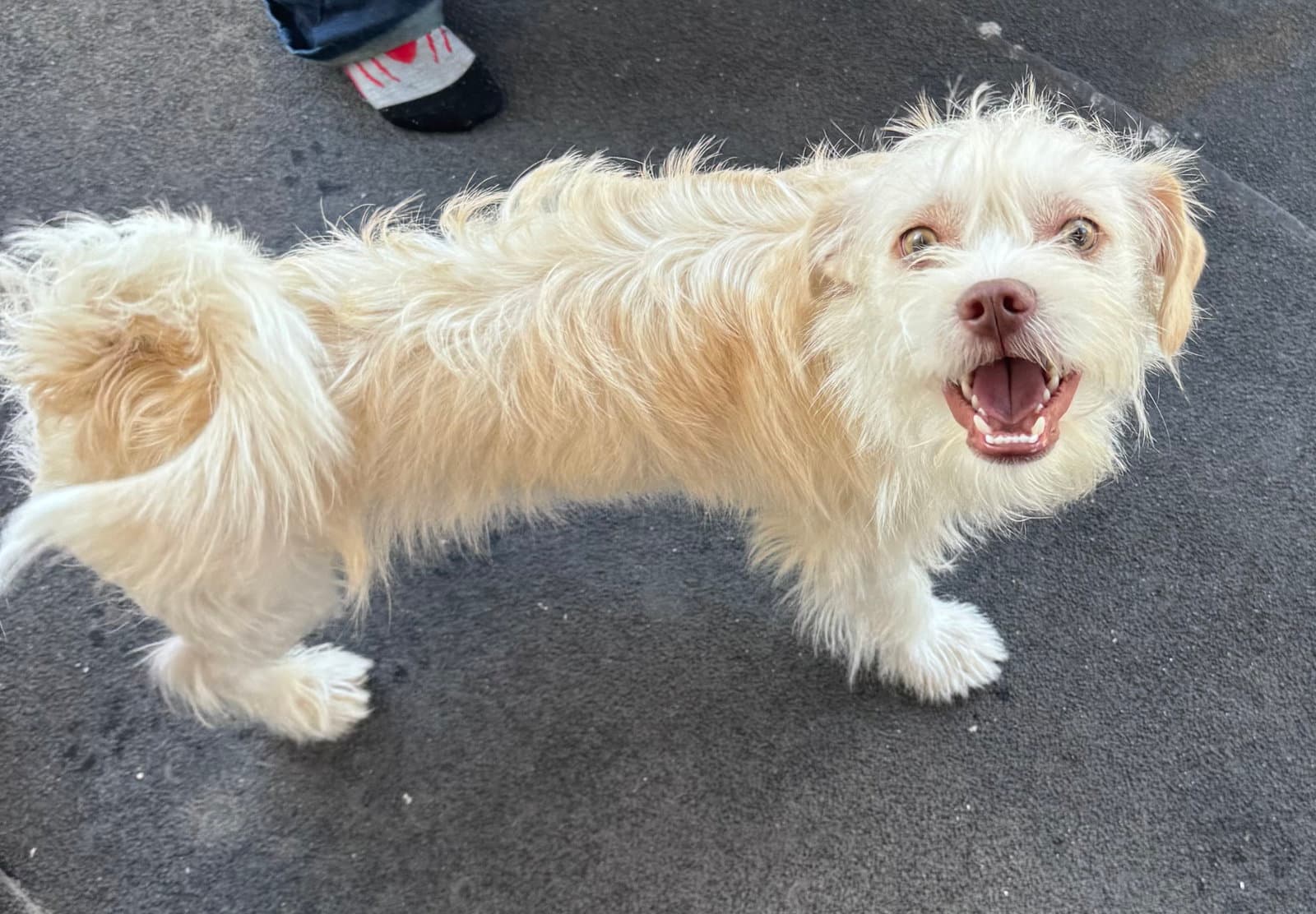 Theo - Terrier