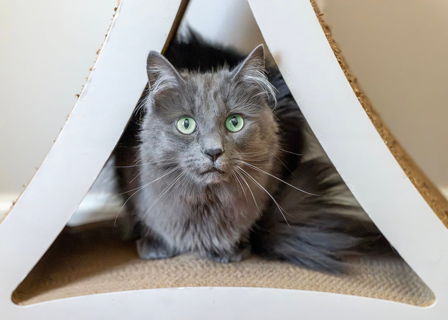 Aarush - Nebelung