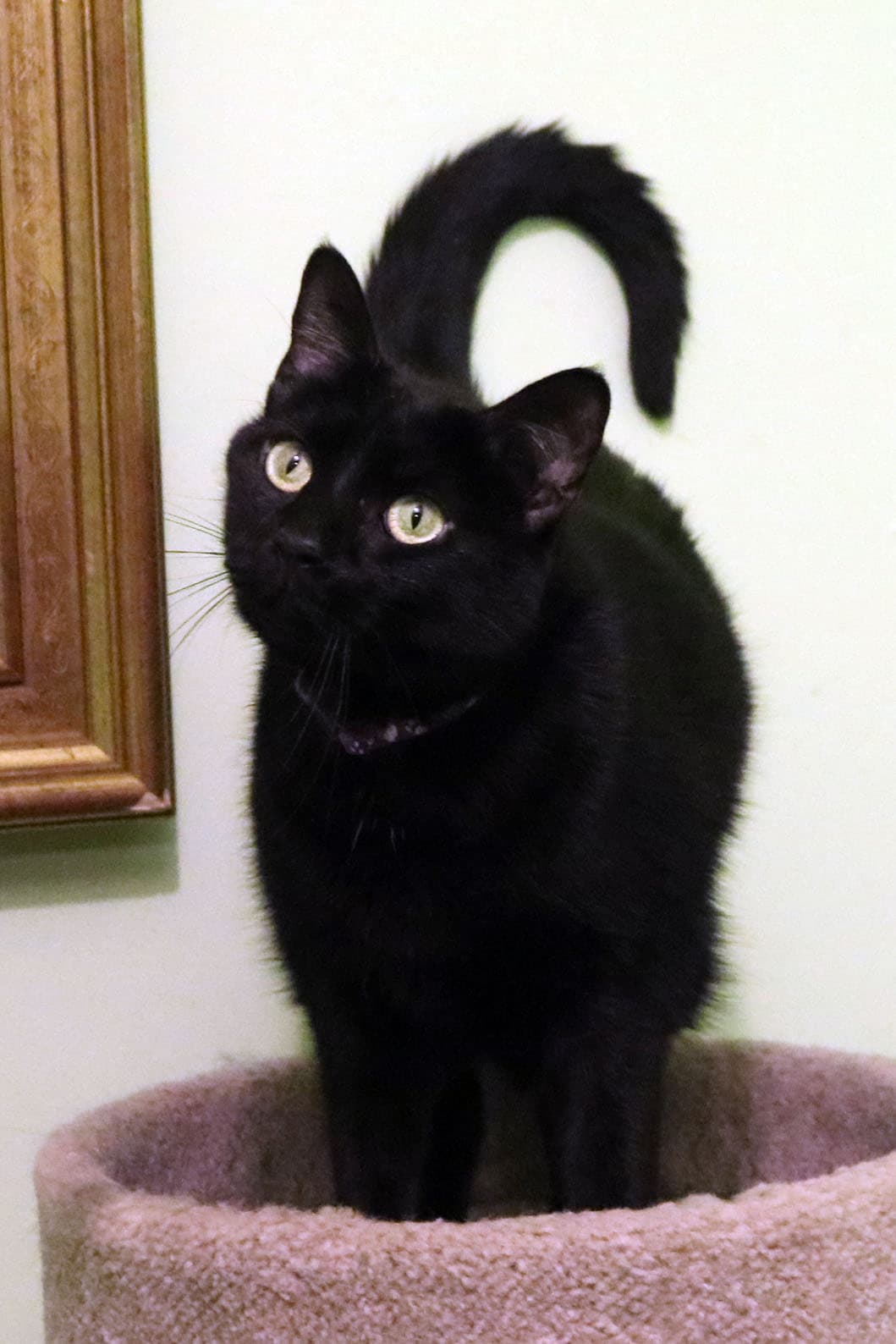 Harriett - Domestic Short Hair